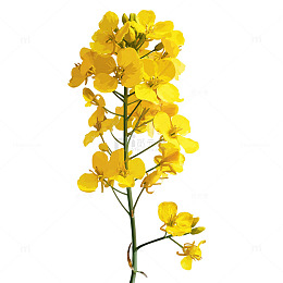 金色海洋盛开于春日梦境