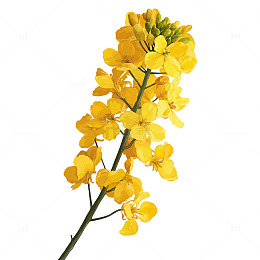 金色花海中的孤独盛放