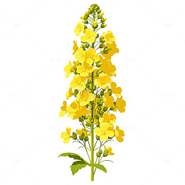 金色花海绽放的奇迹