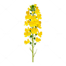 金色海洋中的花海奇观