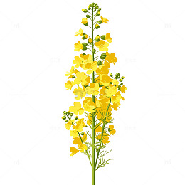 金色海洋油菜花盛放梦境