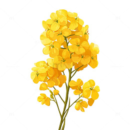 金色油菜花海的诗意盛开