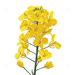 金色海洋中的韵律之舞