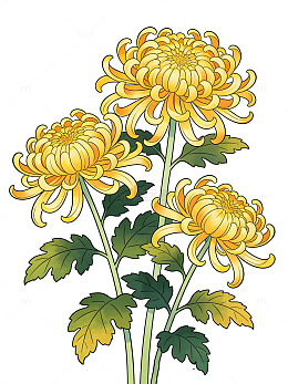 清明节菊花插画手绘装饰素材