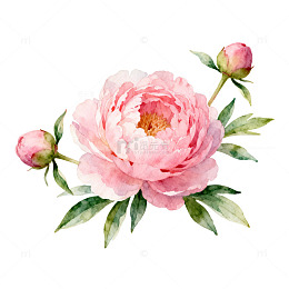 水彩花卉芍药插画设计素材