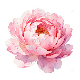 水彩粉色牡丹花绘画素材