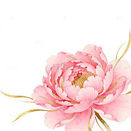粉色牡丹水彩插画