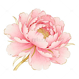 粉色牡丹花卉插画设计素材