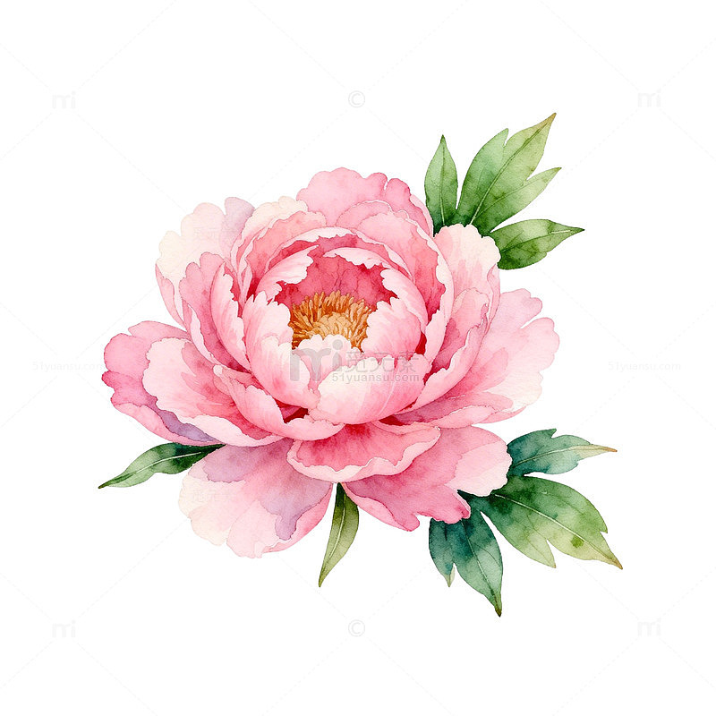 水彩粉色牡丹花艺术插画