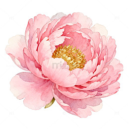 水彩粉色牡丹花卉插画
