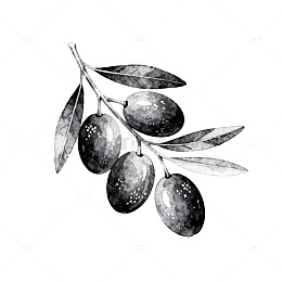 水墨橄榄枝插画设计元素