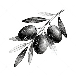 素描橄榄果实插画设计素材