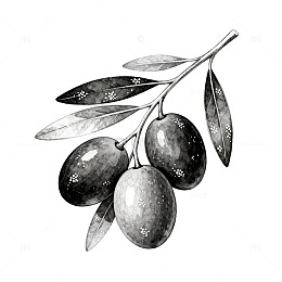 黑白线描橄榄插画