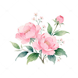 水彩花卉插画粉色山茶花