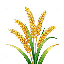 金黄小麦插画设计素材