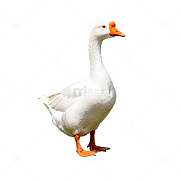 白鹅站立图像素材