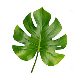 绿色植物叶片插画设计元素