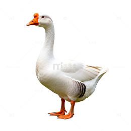 白鹅特写透明背景