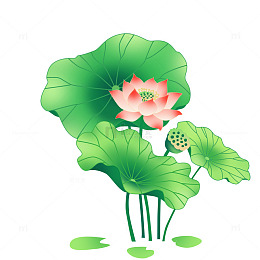 荷叶荷花插画