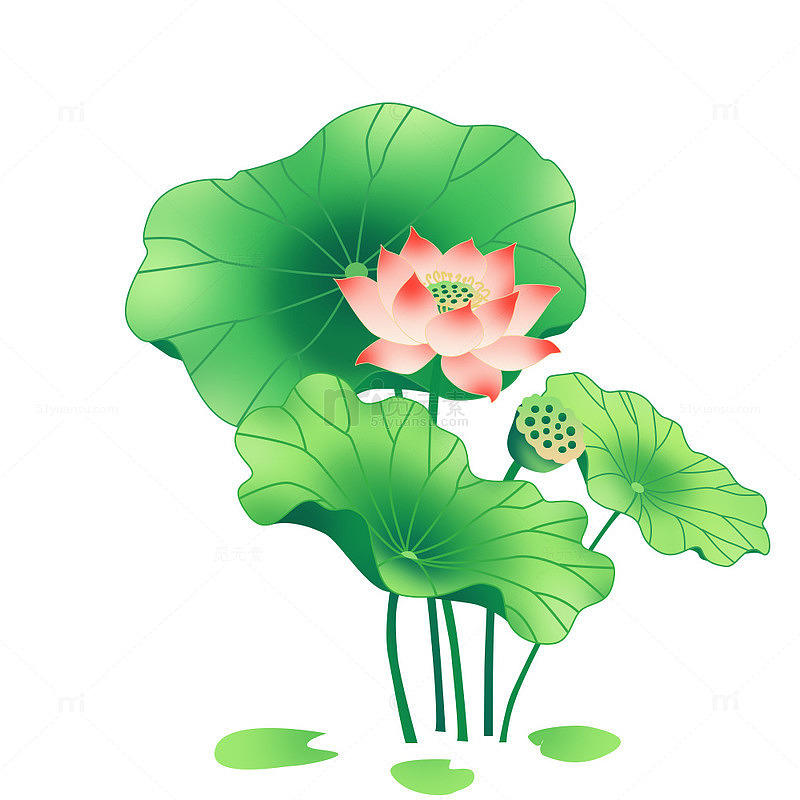 荷叶荷花插画