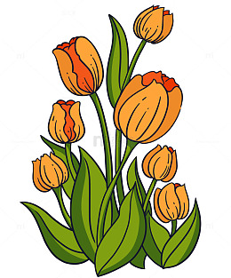 橙黄色郁金香花束扁平手绘插画