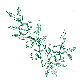 橄榄枝手绘线稿矢量图
