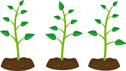 卡通植物生长阶段图