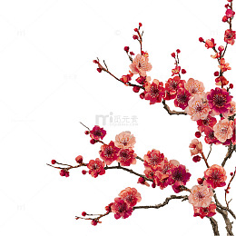 春日樱花盛开如云海