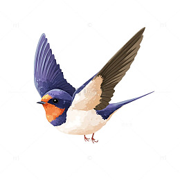 蓝羽金喙的自然奇迹