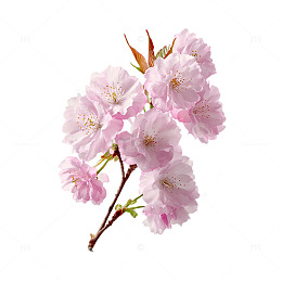 樱花盛开如云似梦