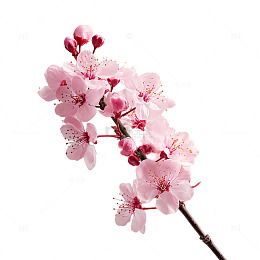 樱花纷飞如云似梦