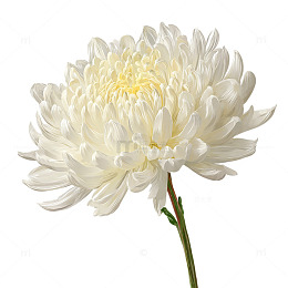 雪白秋韵中的盛世花海