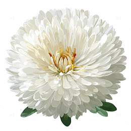 雪白莲花盛开的奇迹