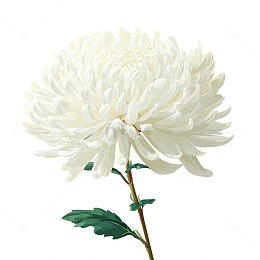 白色菊花的纯洁盛放