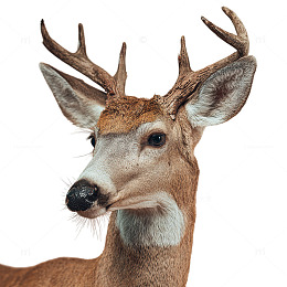 森林之王静谧守望者