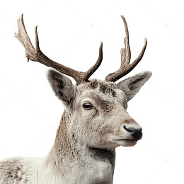 寂寞的森林守望者之鹿影