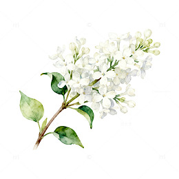 水彩丁香花插画