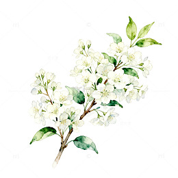 水彩风格白色花卉插图