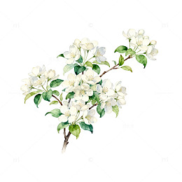 水彩花卉插画树枝白花园艺设计