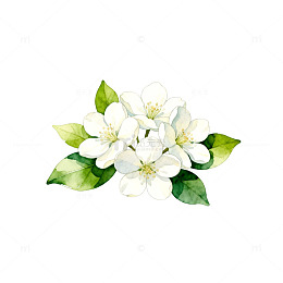 水彩白花绿叶手绘花卉插画