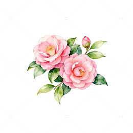 水彩粉色山茶花插画