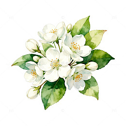 水彩茉莉花插画素材