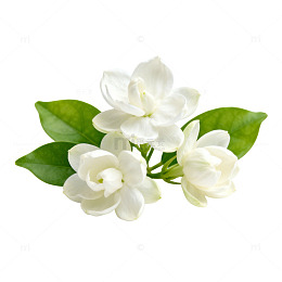 清新白茉莉花片