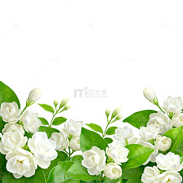 清新白色花卉边框设计素材