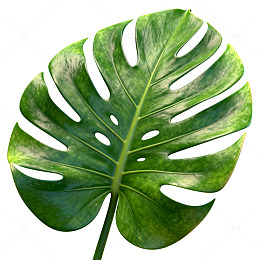 绿意盎然热带叶植物插画