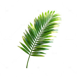棕榈叶热带植物插画素材