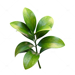 清新绿植png素材