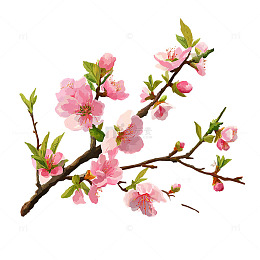 粉色花海映白云