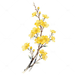 水彩迎春花插画设计素材