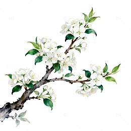 水彩花卉装饰画